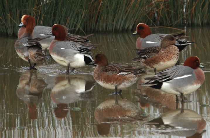 wigeon.jpg